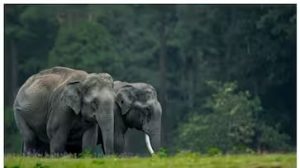 3,000 ഏക്കറിൽ 'വൻതാര'; വന്യമൃഗങ്ങൾക്ക് അത്യാഡംബര ജീവിതമൊരുക്കാൻ അംബാനി